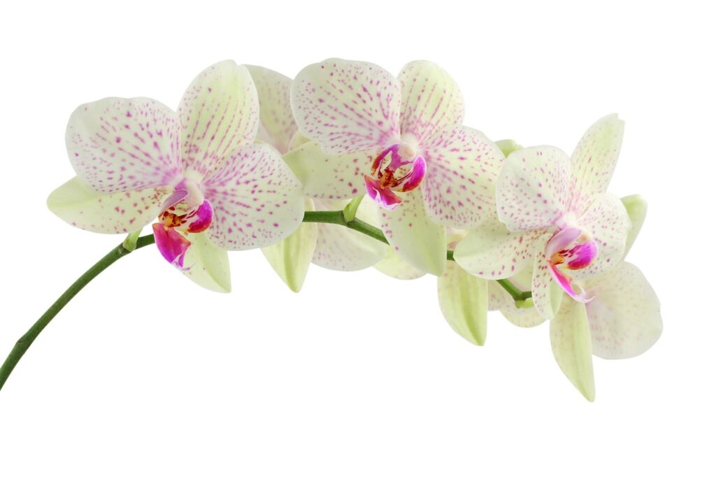 orchid, white, flowers